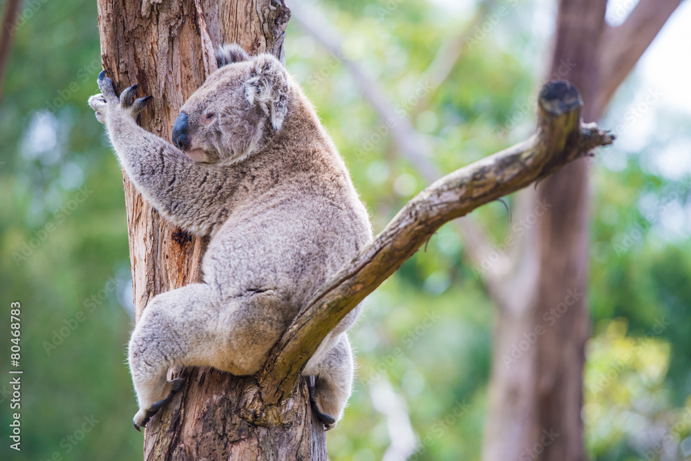 Fototapeta premium Close up of koala at sanctuary in Australia