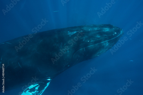 Humpback Whale Head