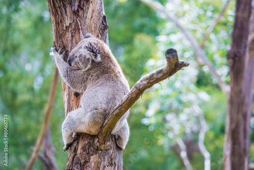 Photography Close up of koala at sanctuary in Australia