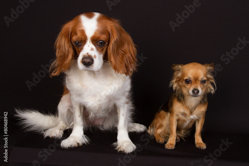 Cavalier king charles with a chihuahua in front of black backgro