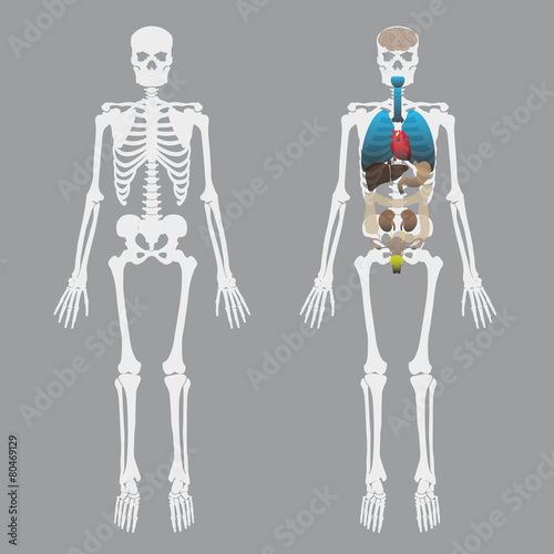 white human bones skeleton with human organs eps10