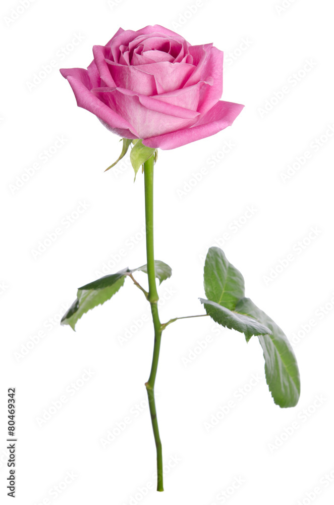 beautiful single pink rose on a white background. vertical posit beautiful single pink rose on a white background. vertical posit