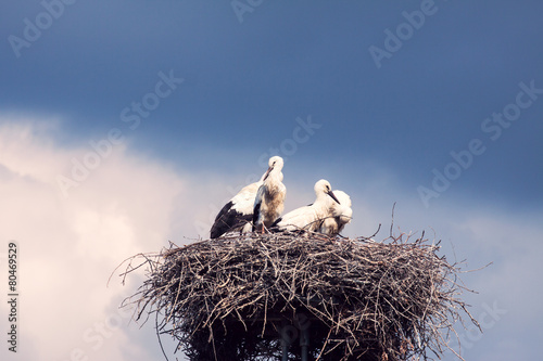 Storks on a background of blue sky