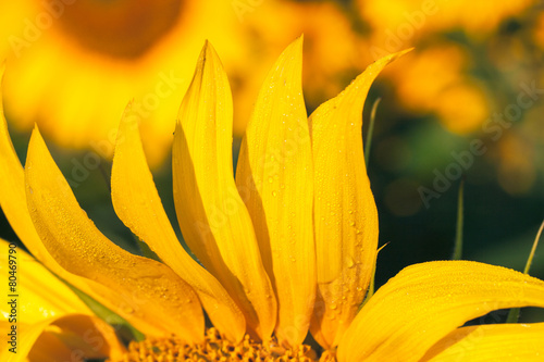 Close up of sunflower on field