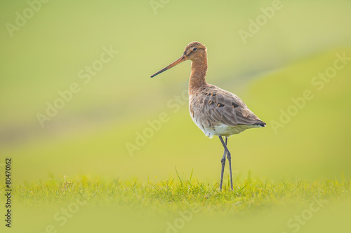 Graceful wader on a meadow photo