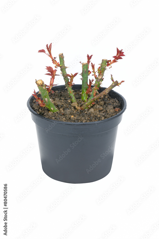rosier en conteneur rosier en conteneur