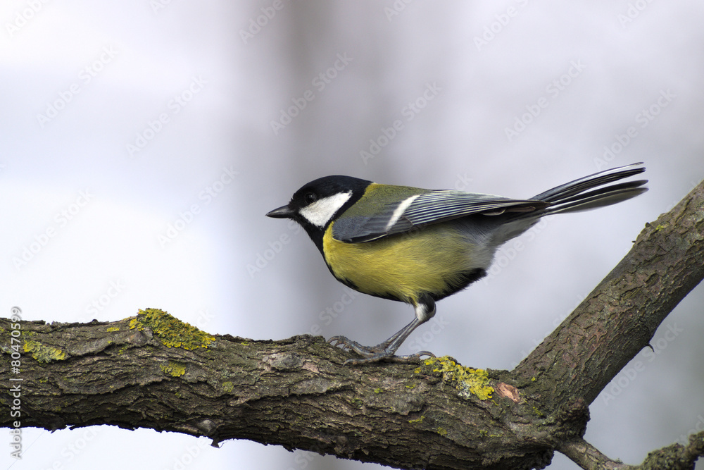Fototapeta premium Great tit eating