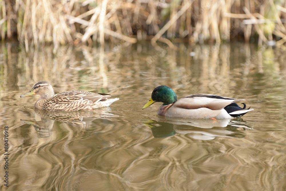 Obraz premium Mallard, Anas platyrhynchos