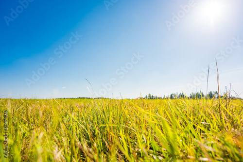 Afternoon sun over the meadow. View from ground level