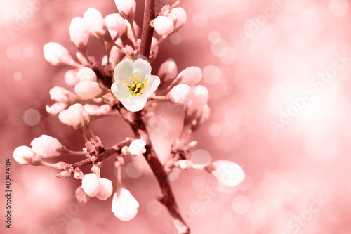 Spring flowers background © Jaroslav Machacek