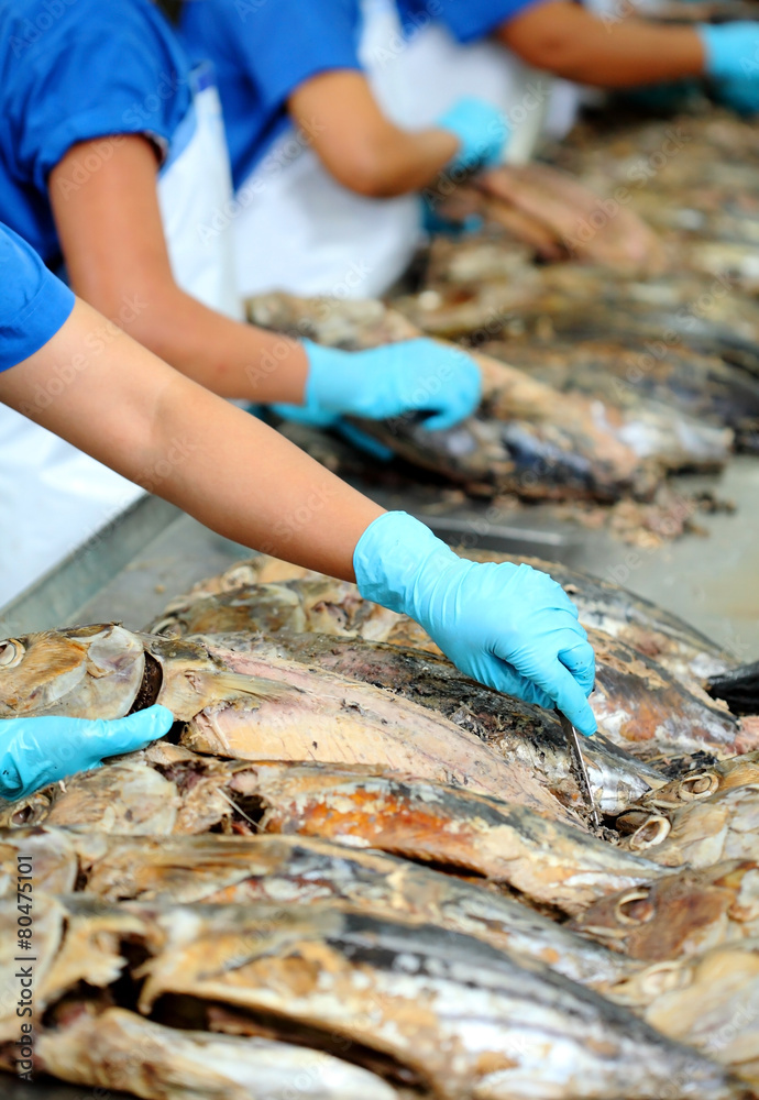 the cutting of a tuna fish in factory, tuna fish processing