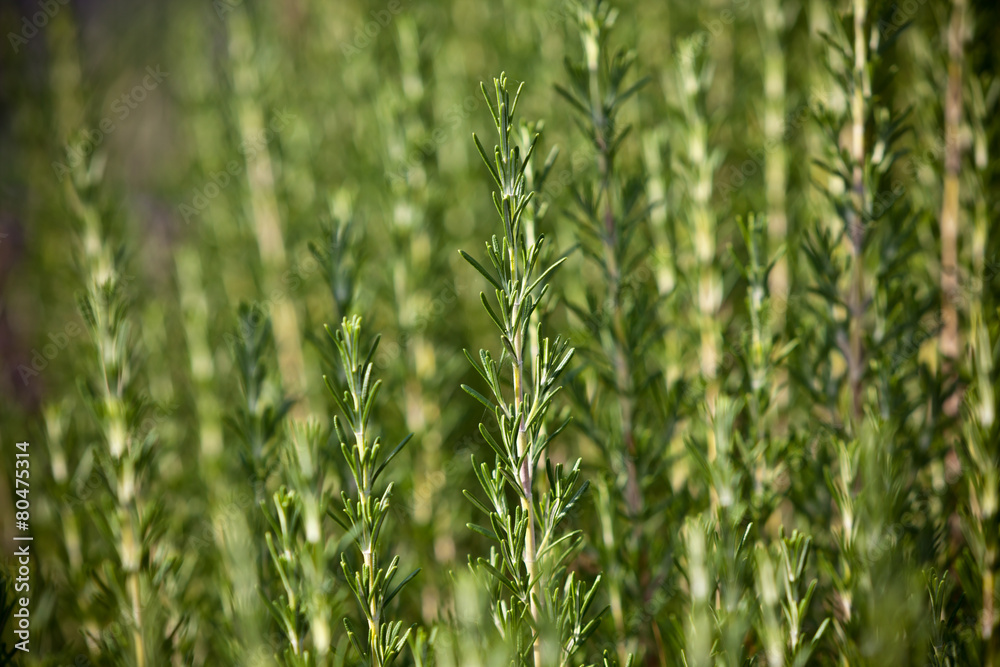 Fresh rosemary herb growing Fresh rosemary herb growing