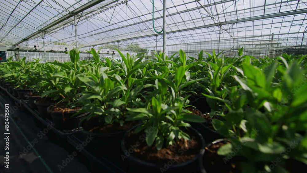 Rows of many young plants growing in a large commercial nursery ...