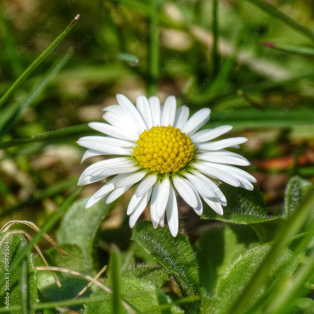 Obraz premium Frühlingserwachen...