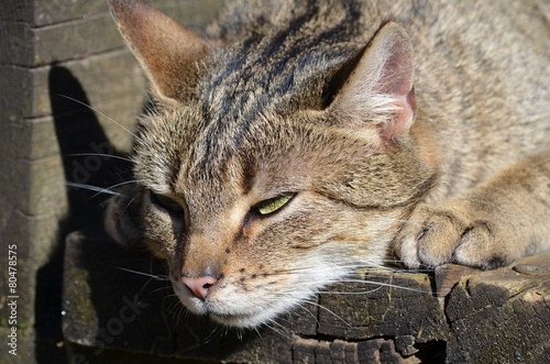 Hauskatze auf der Jagd photo