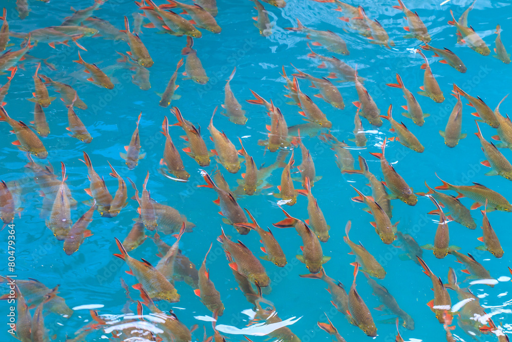Fish in clear water view from above Fish in clear water view from above