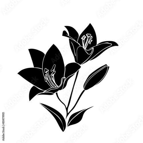 Fototapeta Naklejka Na Ścianę i Meble -  silhouette Lily.