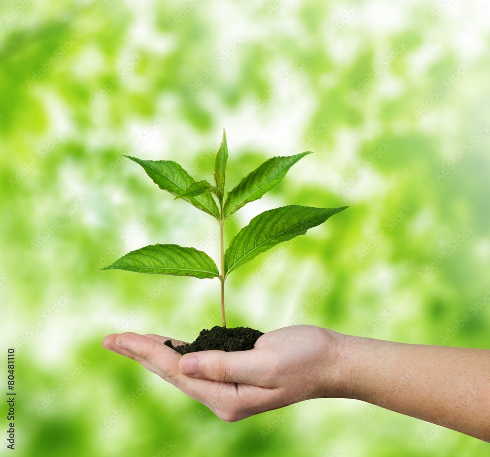 Environmental. Conceptual environment photo of small plant in Environmental. Conceptual environment photo of small plant in