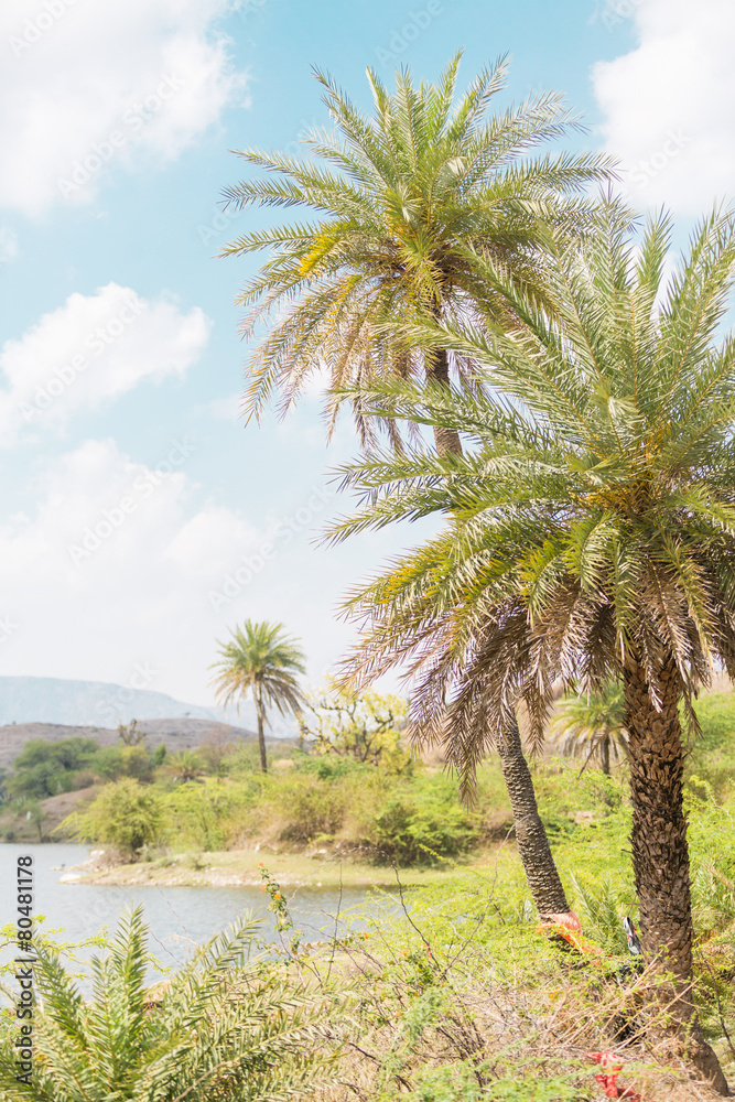 tropische see und palmenlandschaft in indien