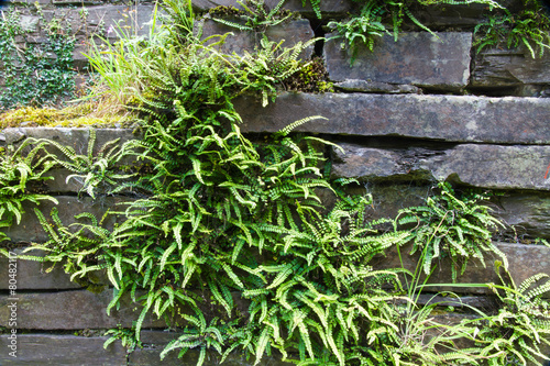 Green deer fern, Blechnum spicant growing out of slate wall. photo