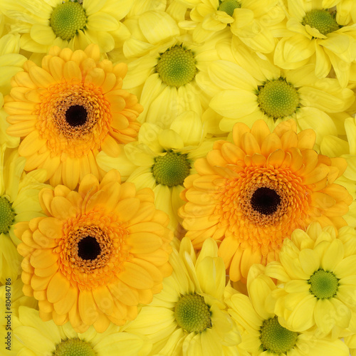 Gelbe Blumen Chrysanthemen Hintergrund Frühling oder Muttertag