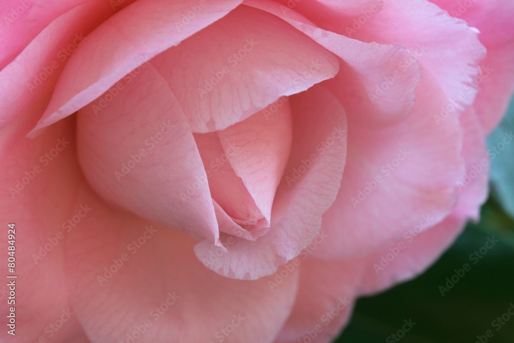 Camellia Camellia