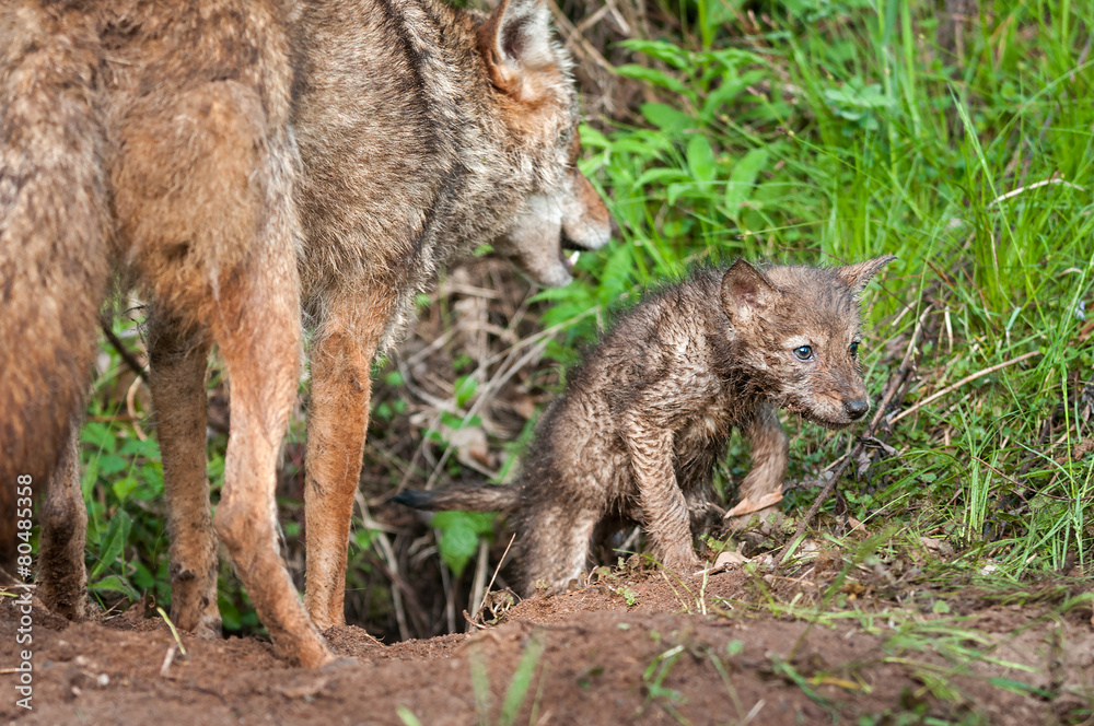 Naklejka premium Coyote (Canis latrans) Pup Crawls out of Den - Adult Nearby