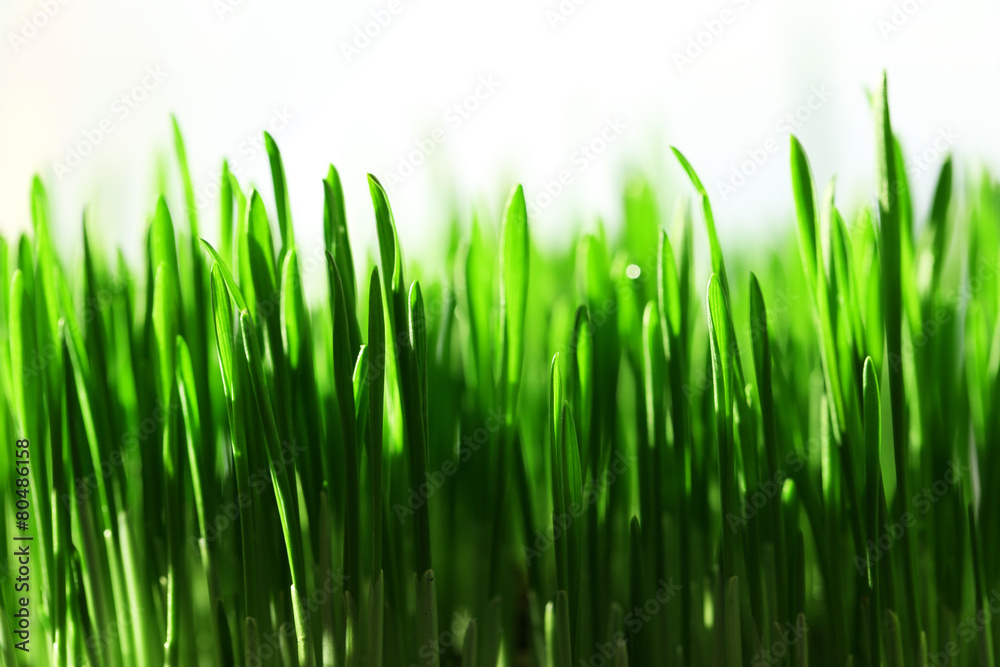 Obraz premium Wet grass close-up background