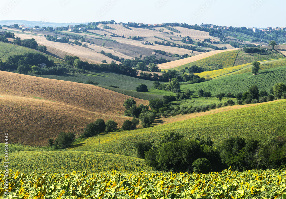 Marches (Italy): summer landscape