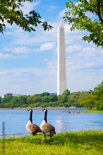 Photos Washington Monument and Tidal Basin ducks DC