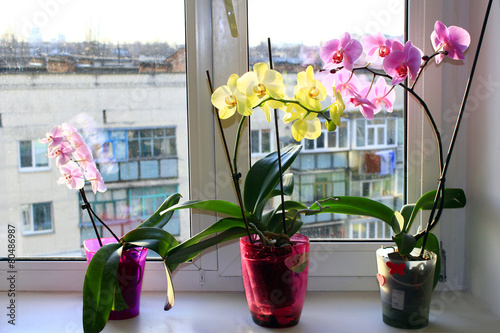 Fototapeta Naklejka Na Ścianę i Meble -  three different blossoming orchids in the flowerpots