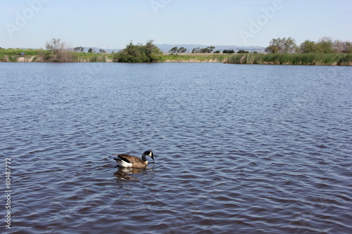 Canadian goose floating in pond