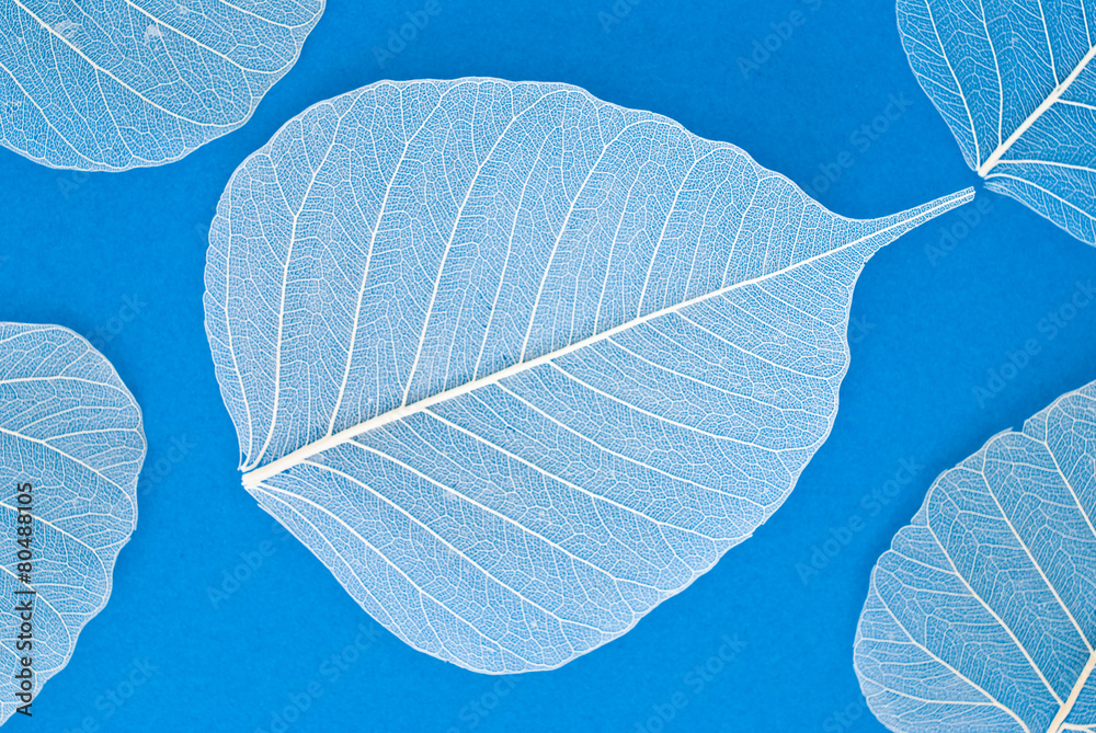 white silhouette of a leaf