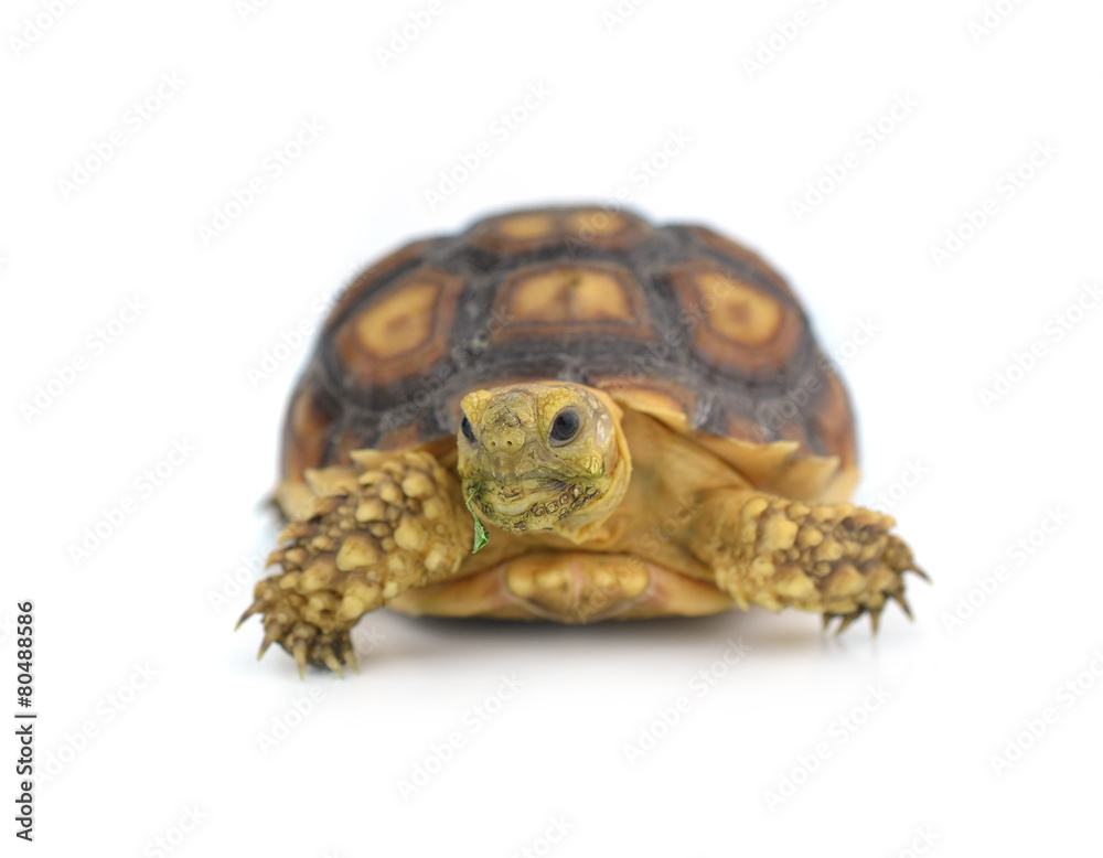 turtle isolated on white background turtle isolated on white background