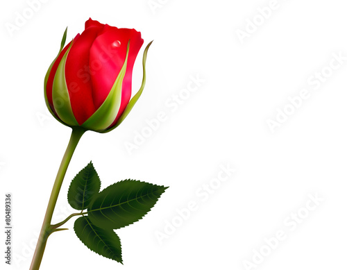 Flower background with a beautiful red rose with green leaves.
