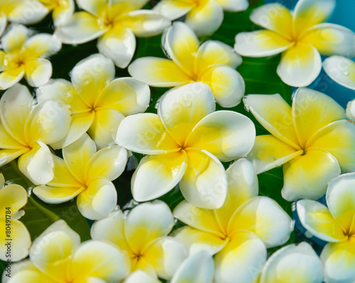 many white and yellow with white frangipani in water     © skywing