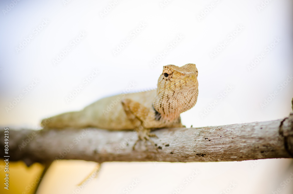 Obraz premium close-up of Wild lizard