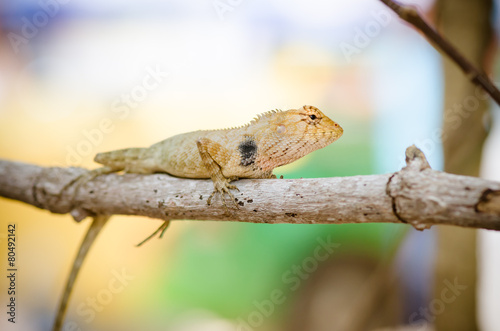 close-up of Wild lizard