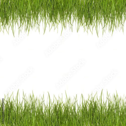 photo grass green isolate on a white background
