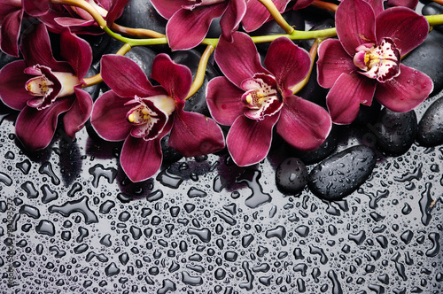 Fototapeta Naklejka Na Ścianę i Meble -  beautiful gorgeous red orchid on back stones background

