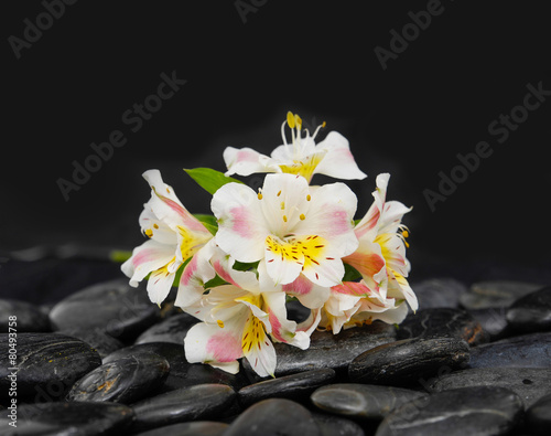 Lying down branch orchid on wet zen stones