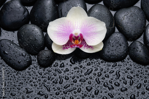 Single white orchid on black pebbles