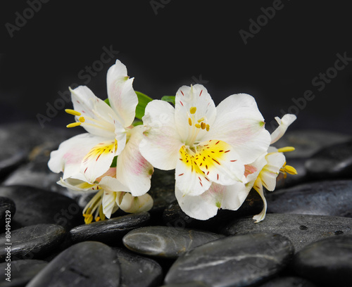beautiful gorgeous white orchid on back stones background