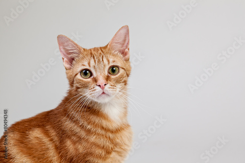 Tabby Cat Portrait