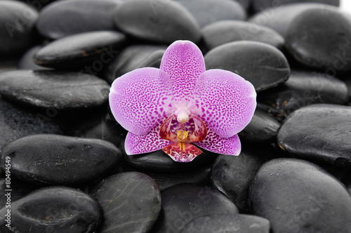 Single beautiful orchid on black pebbles