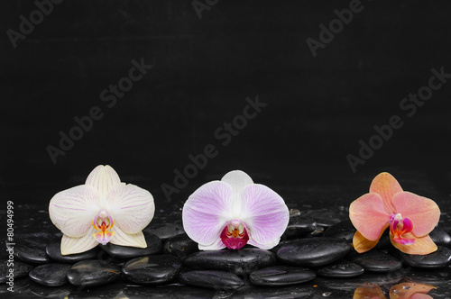 Three gorgeous orchid on zen pebbles