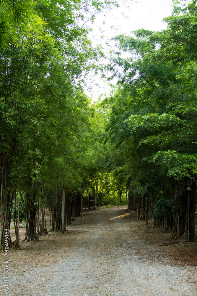 Path through bamboo