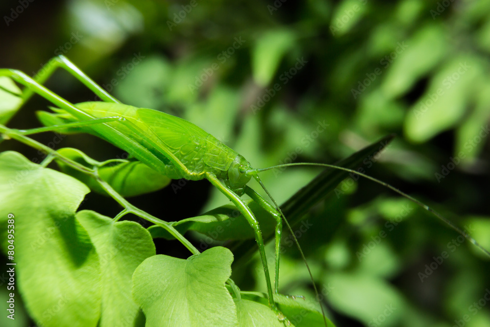 Leaf grasshopper holding on green leaf with close up detailed vi Leaf grasshopper holding on green leaf with close up detailed vi