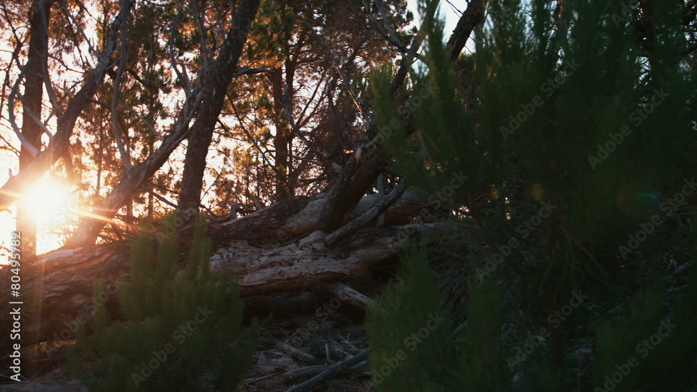 Camera panning over fallen tree trunk in forest