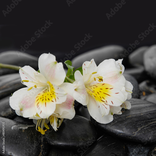 Lying down white orchid and wet black background